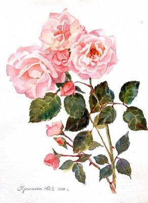Garden roses. Krasnova Yulia