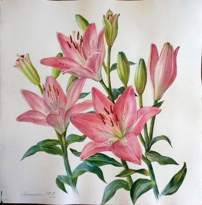 Pink lilies. Krasnova Yulia