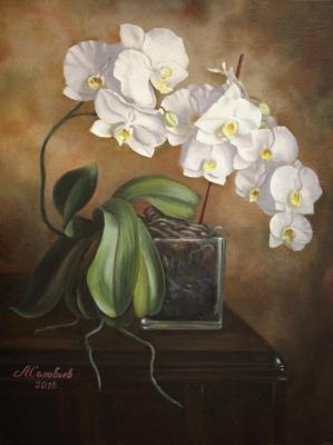 Still life with orchid. Soloviev Leonid