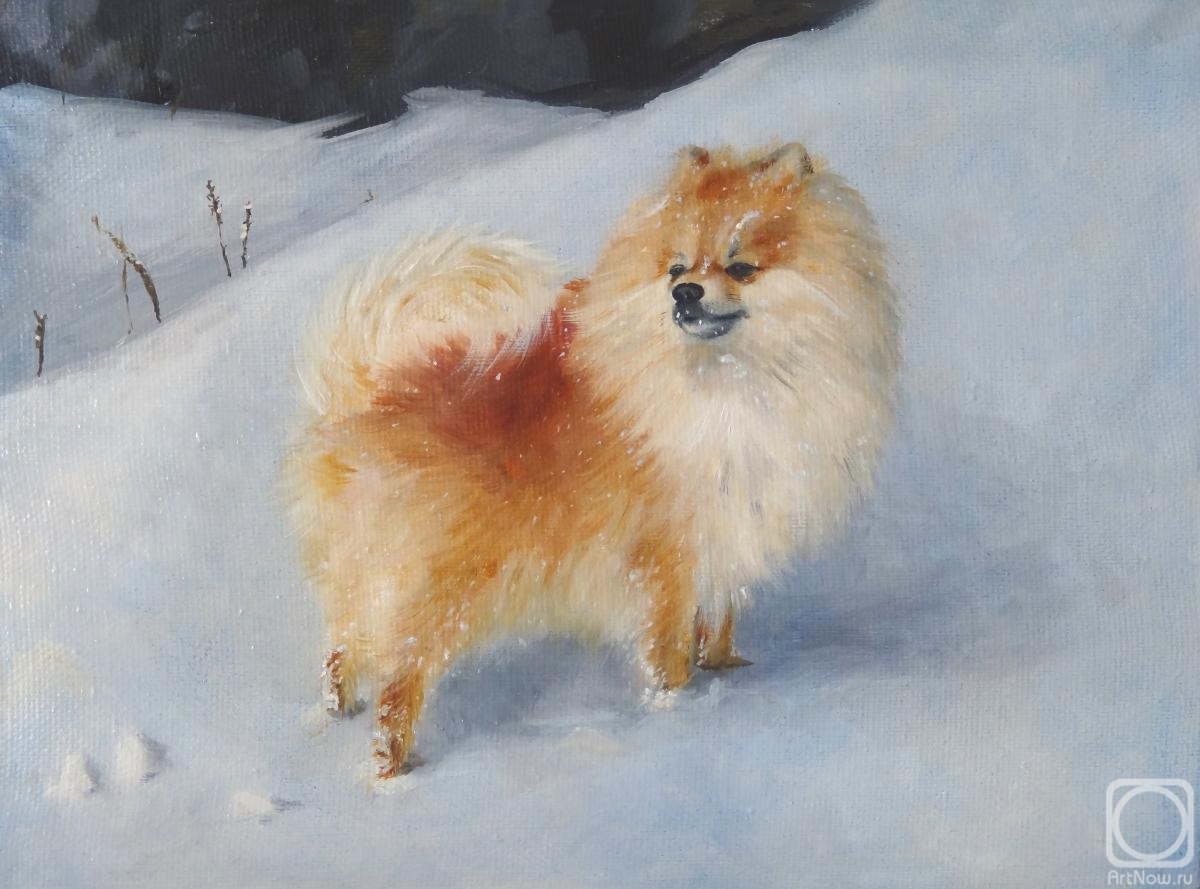 Soloviev Leonid. Pomeranian in snow