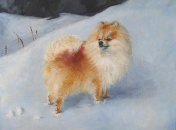 Pomeranian in snow. Soloviev Leonid