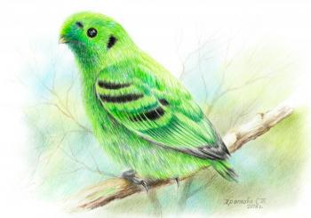 Small green hornwing