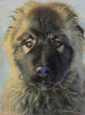 The portrait of puppy of Caucasian shepherd