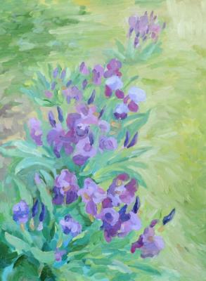 Irises along the garden path. Yavisheva Tatiana