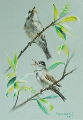 Blackhead warblers. Khrapkova Svetlana