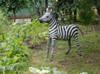 Zebra ( ). Starovoitov Vladimir