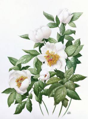 Paeonia wittmaniana. Pavlovskaya Mariya