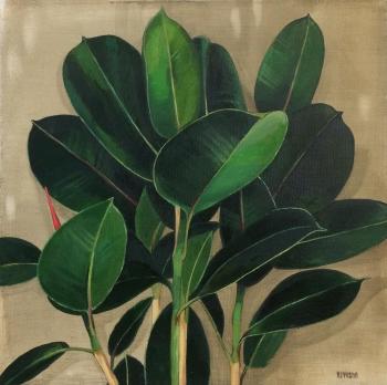 ������� �Ficus�