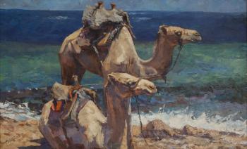 Dahab camels. Zhelyabin Sergey