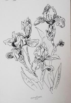 Irises 2. Krasovskaya Tatyana