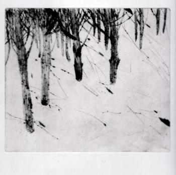 Pine (Printmaking). Demidovich Svetlana