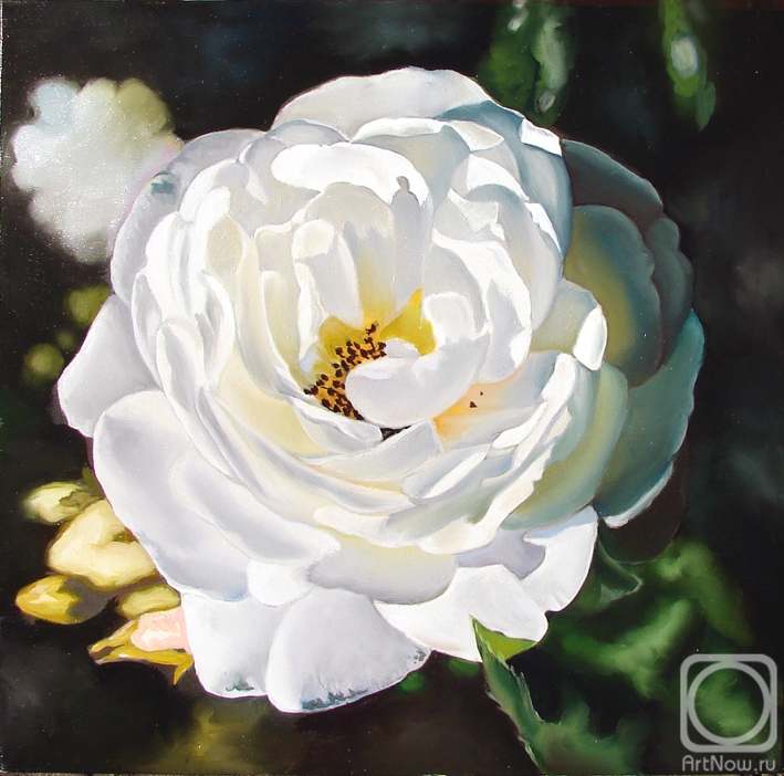 Kabatova Nadya. White rose
