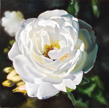 White rose. Kabatova Nadya