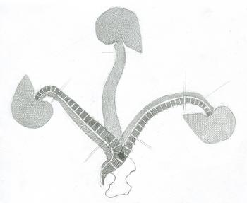 Spine Extension-Flexion. Yudaev-Racei Yuri
