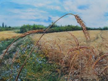 Wheat field. Vokhmin Ivan