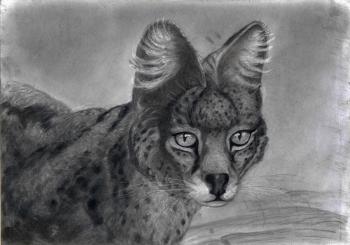 Cute serval. Dementiev Alexandr