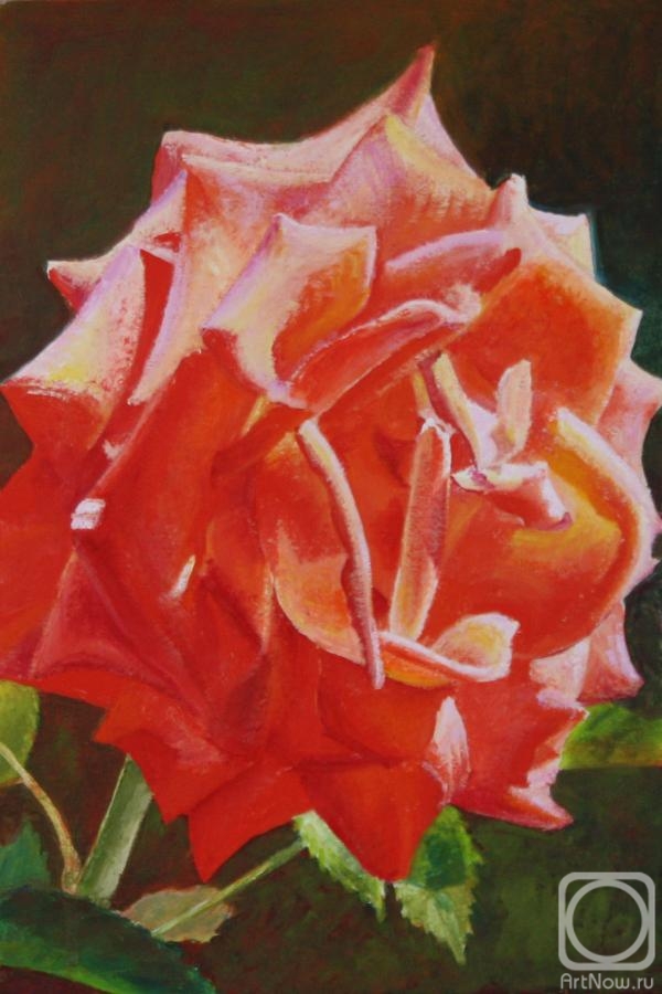 Kudryashov Galina. Red rose