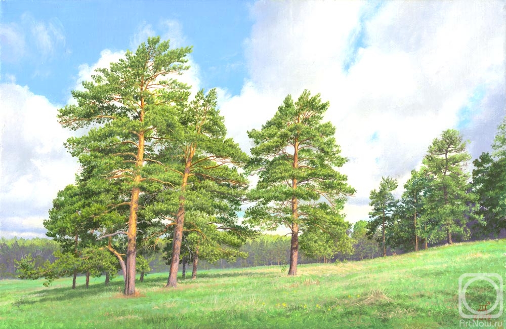 Sheglov Dmitriy. Scotch pines