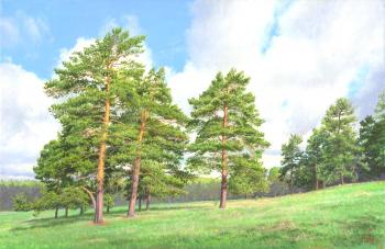 Scotch pines. Sheglov Dmitriy
