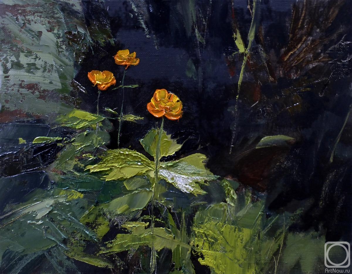Babichev Leonid. globe-flower