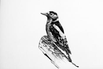 Woodpecker. Glushenkova Anna