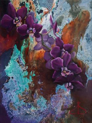 Orchid "Wild Plum". Dolinsky Vadim