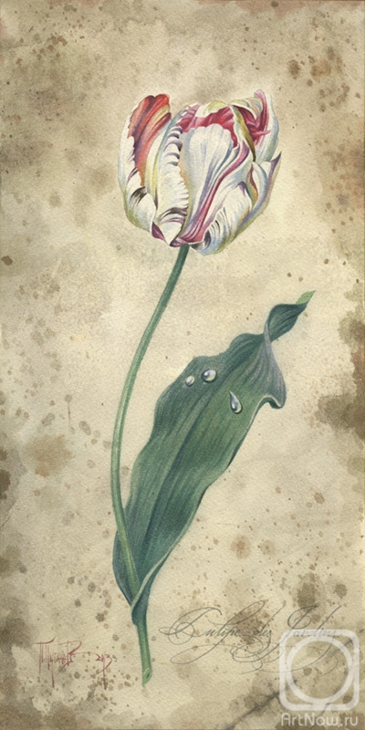 Pugachev Pavel. Tulipe des Jardins