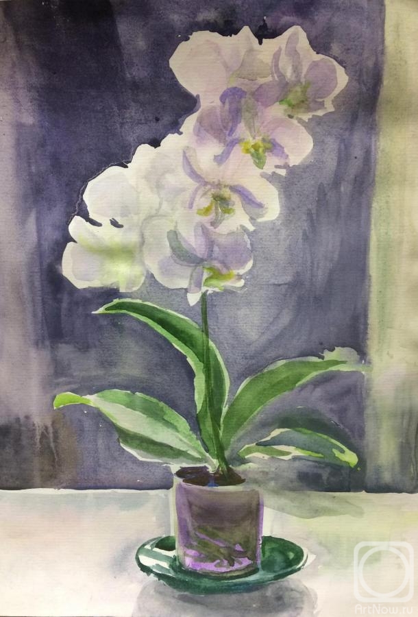 Tsebenko Natalia. The study of Orchid