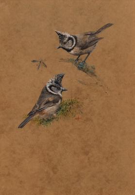 European crested tits