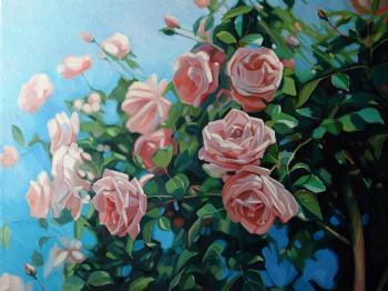 Blooming rose (Shrub Rose). Vestnikova Ekaterina