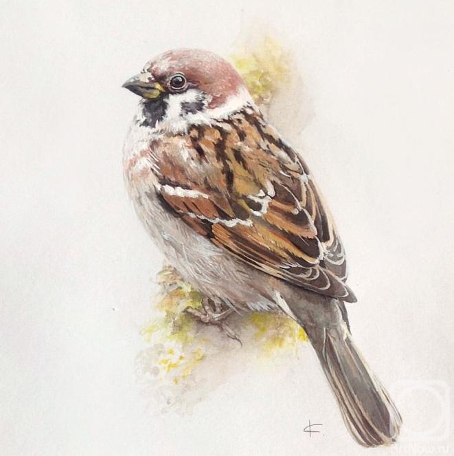 Saulina Ksenia. Sparrow