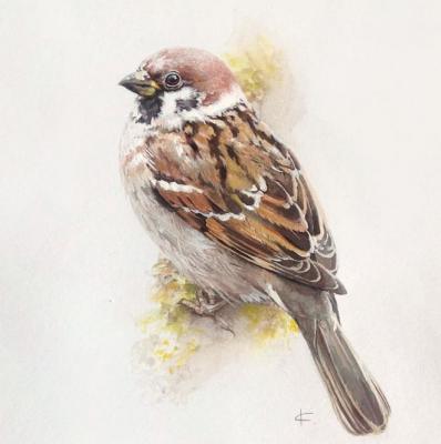 Sparrow. Saulina Ksenia