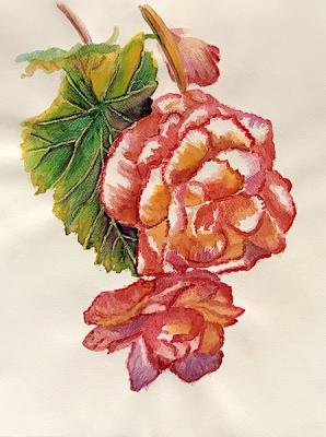 501. Begonia. Lukaneva Larissa