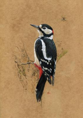 Woodpecker. Saulina Ksenia