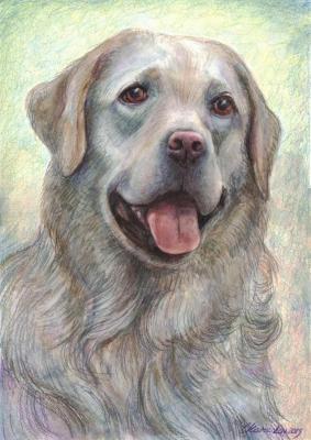 Labrador Retriever, dog (Labrador S Image). Komzolov Evgeniy