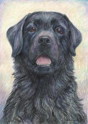 Labrador Retriever, black (Labrador S Image). Komzolov Evgeniy