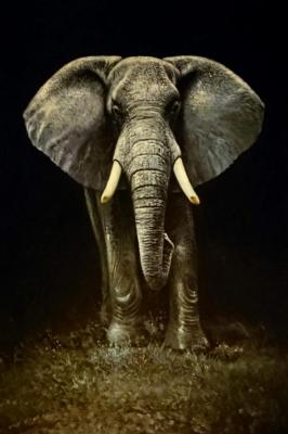 Elephant. Bruno Augusto