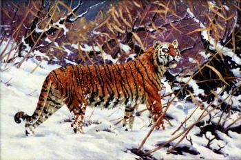 Tiger crouching in the snow. Interpretation of Hugo Ungevitter