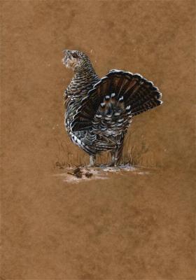 Western Capercaillie (Female)