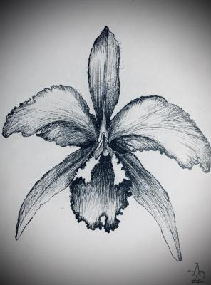 Orchid ( ). Orlov Andrey