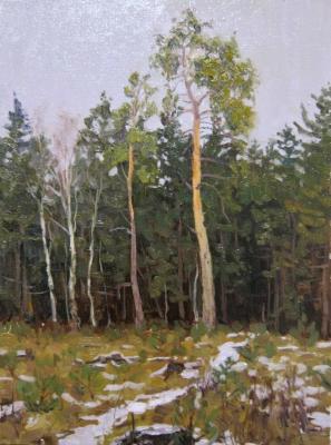 Pine on felling (etude) (A Felling). Chertov Sergey