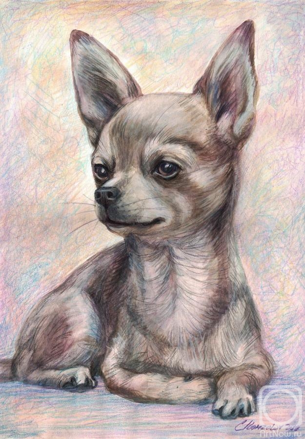 Komzolov Evgeniy. Chihuahua