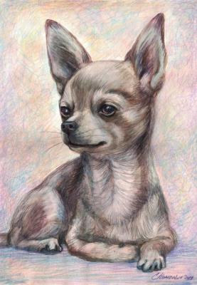 Chihuahua (Crayon). Komzolov Evgeniy