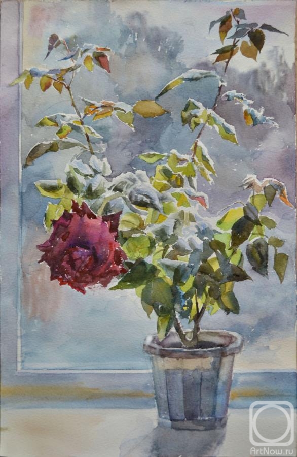 Barsukov Alexey. Winter rose