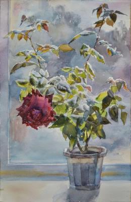 Winter rose. Barsukov Alexey