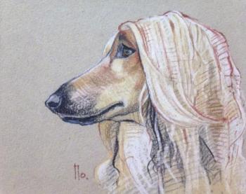 Afghan hound. Kutler Kira