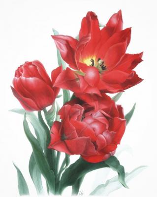 Tulipa Double Toronto. Pavlovskaya Mariya