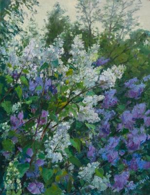 Lilac in garden