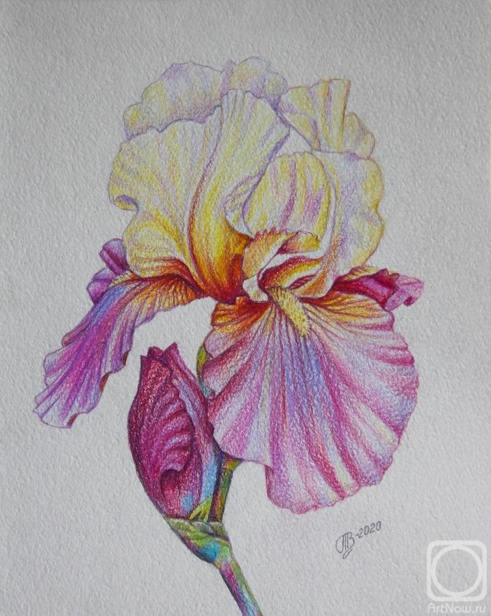 Vitakova Tatiana. Iris