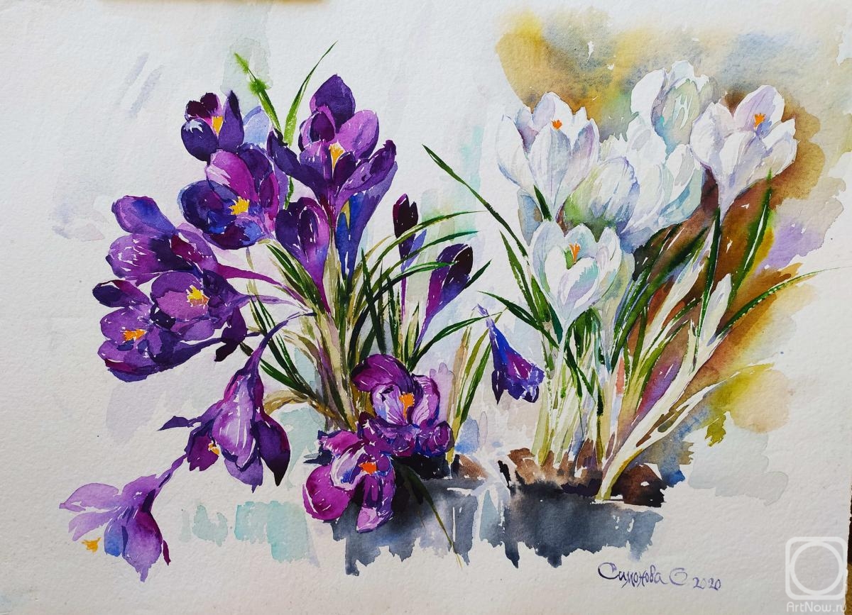 Simonova Olga. Crocuses